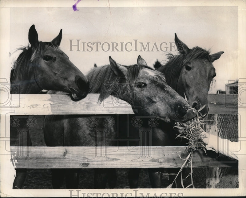 Load image into Gallery viewer, 1948 Press Photo Three Yearlings at Christopher Farm
