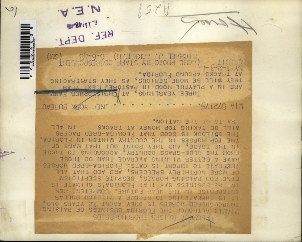 1948 Press Photo Three Yearlings at Christopher Farm