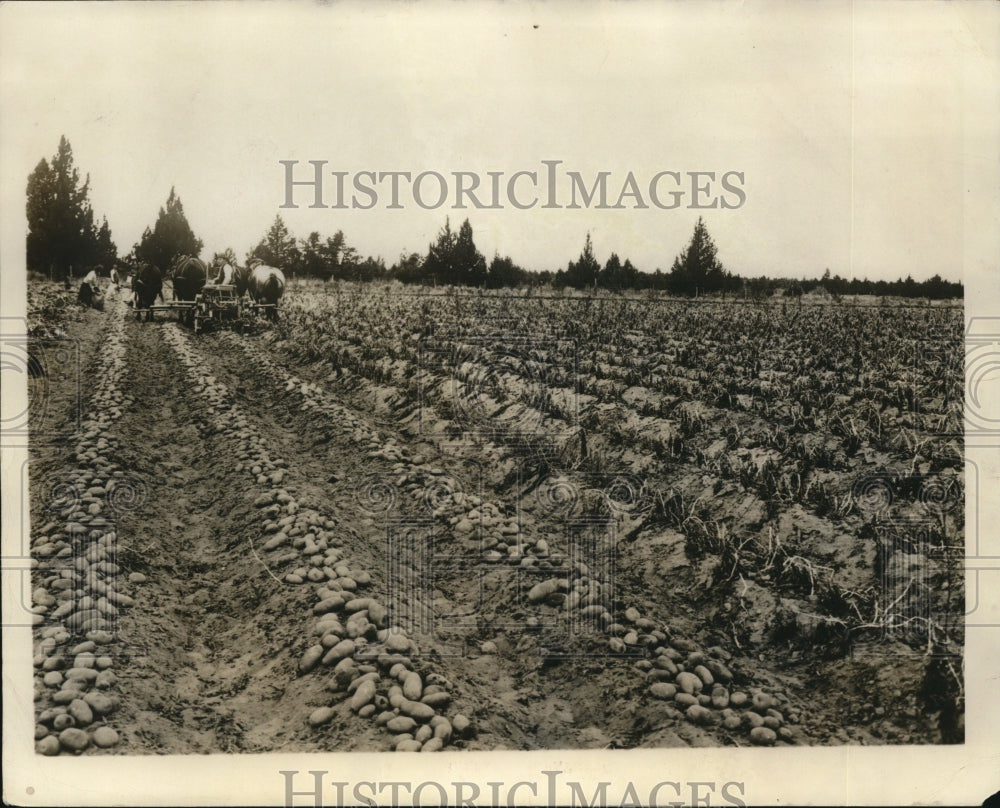 1927 Press Photo Bend Oregon Fred Heetman raises 500 sacks of potatoes on 2 acre