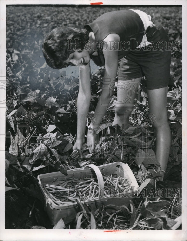 1962 Press Photo Ann Aikens, 14, at String Beans Keller farm