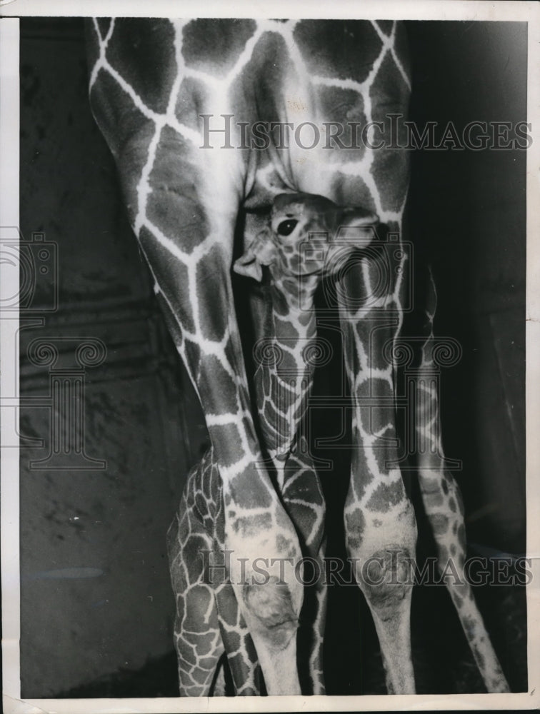 1956 Press Photo London England new born giraffe & his mother at zoo