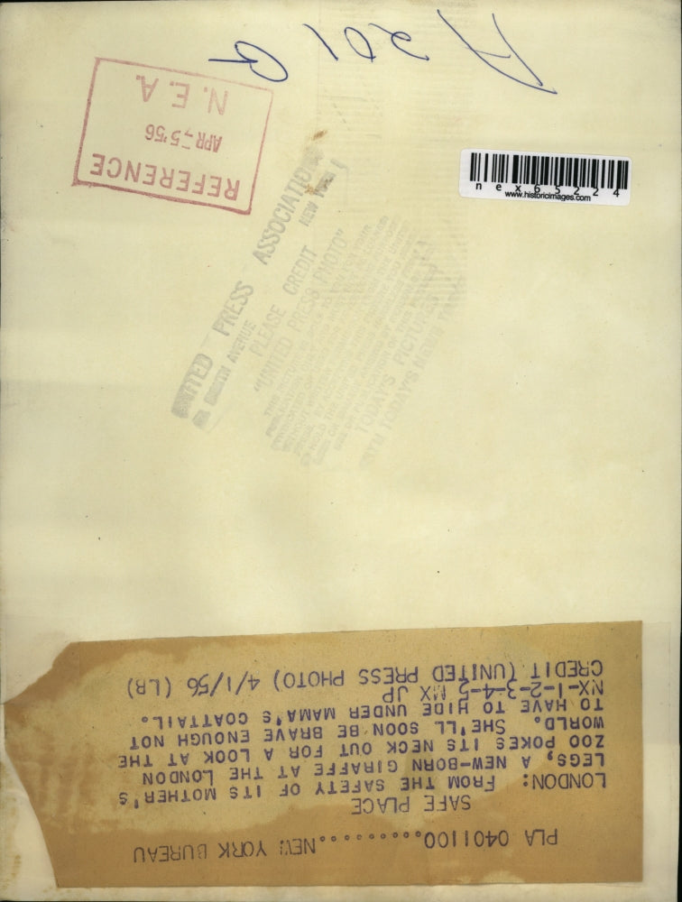 1956 Press Photo London England new born giraffe & his mother at zoo