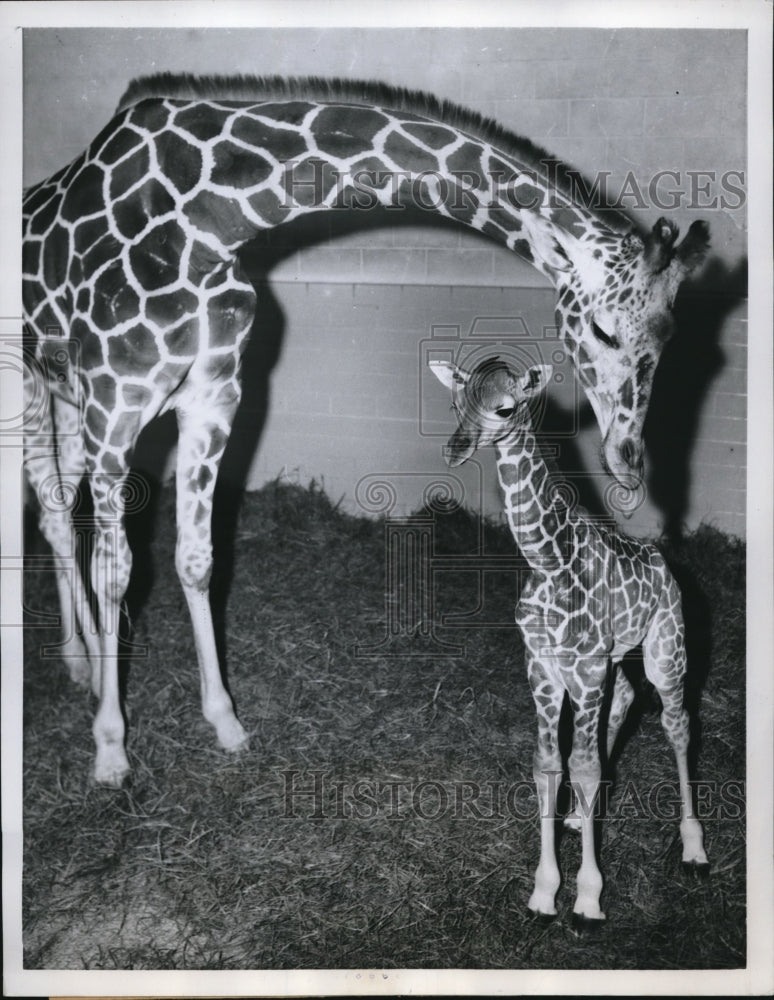 1960 Press Photo Dallas Texas a baby giraffe and its mom at zoo