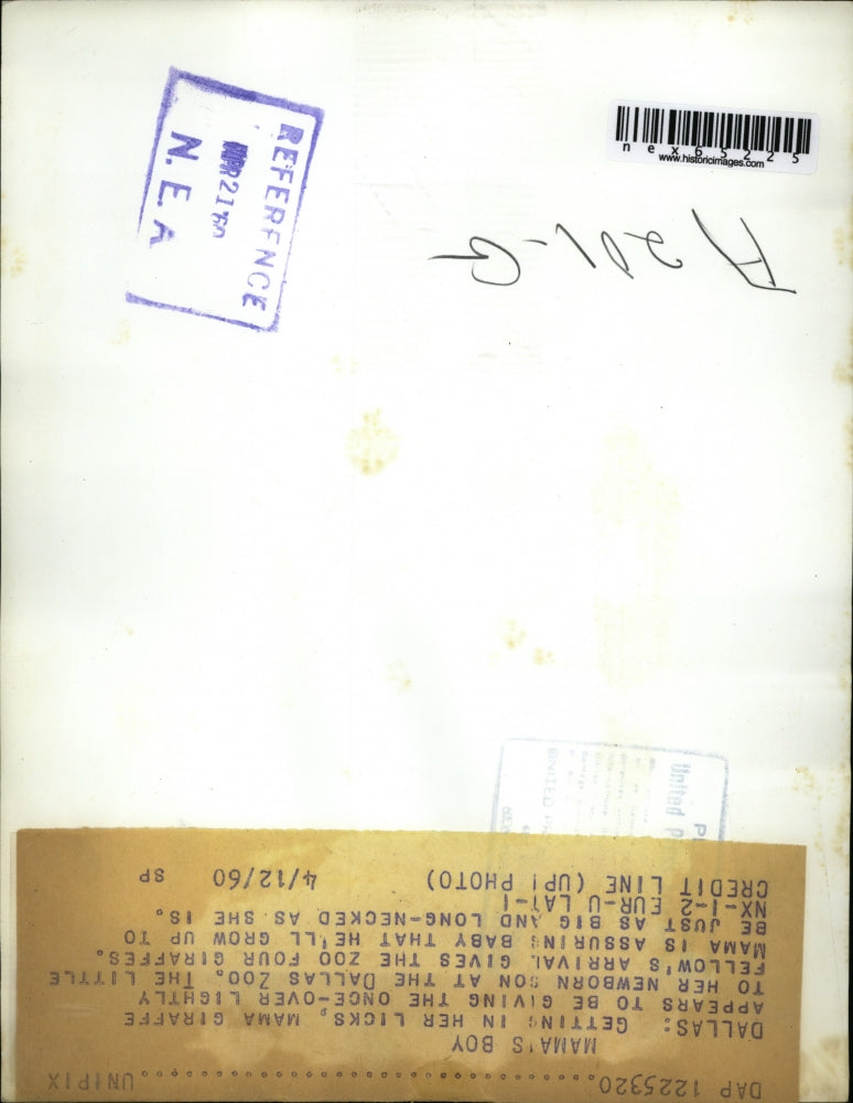 1960 Press Photo Dallas Texas a baby giraffe and its mom at zoo