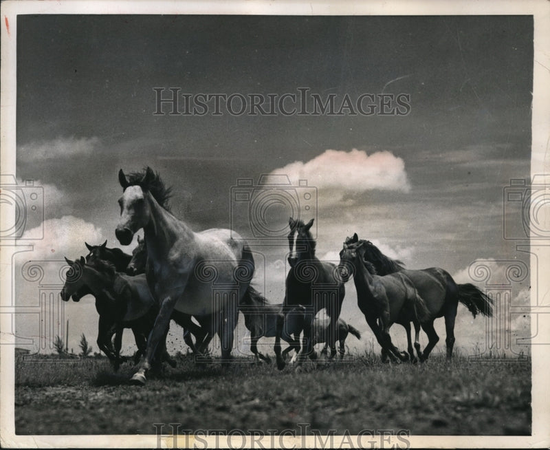 Load image into Gallery viewer, 1951 Press Photo Miami Florida, Christopher Ranch horse racing
