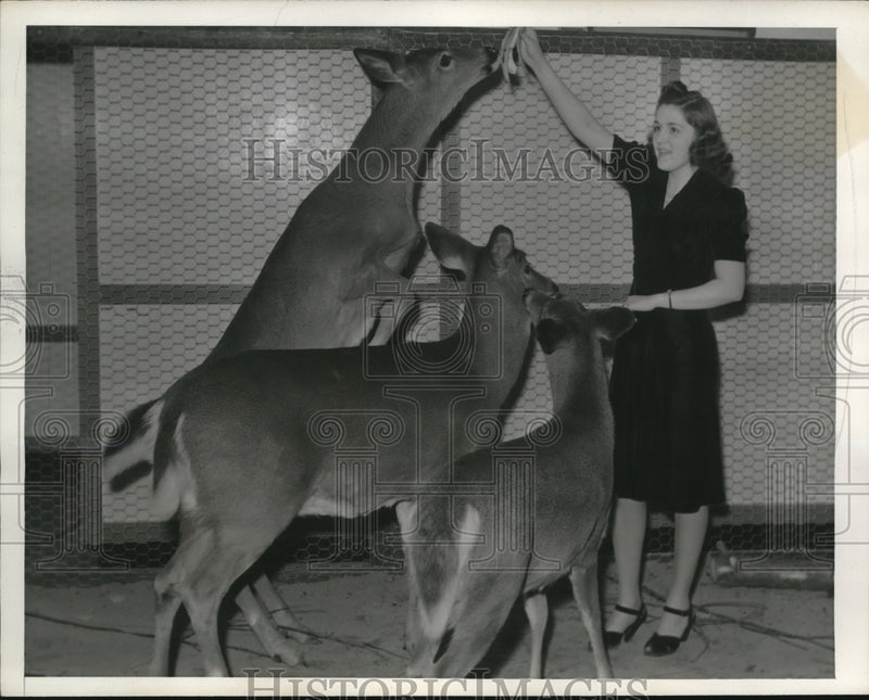 Load image into Gallery viewer, 1940 Press Photo Cleveland Ohio, Miss Muriel Williams Feeding Deer At Zoo
