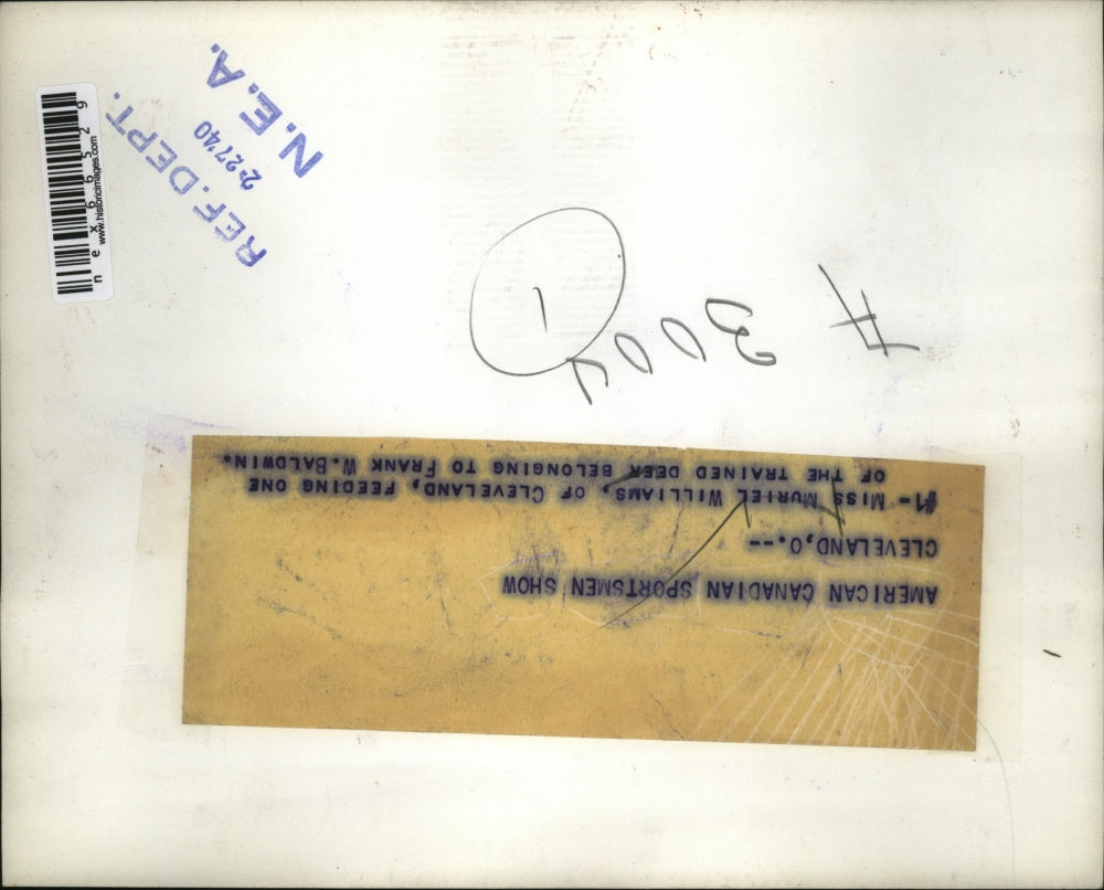 1940 Press Photo Cleveland Ohio, Miss Muriel Williams Feeding Deer At Zoo