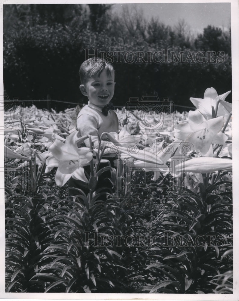 1959 Press Photo Easter Lilies in Bermuda