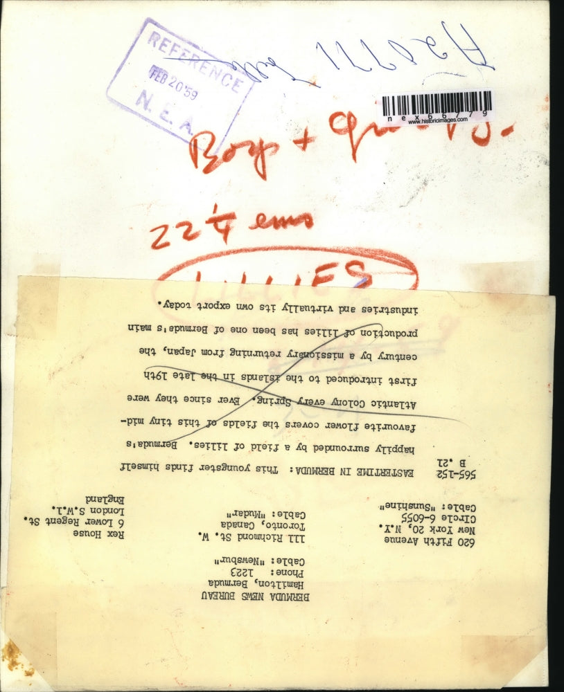 1959 Press Photo Easter Lilies in Bermuda