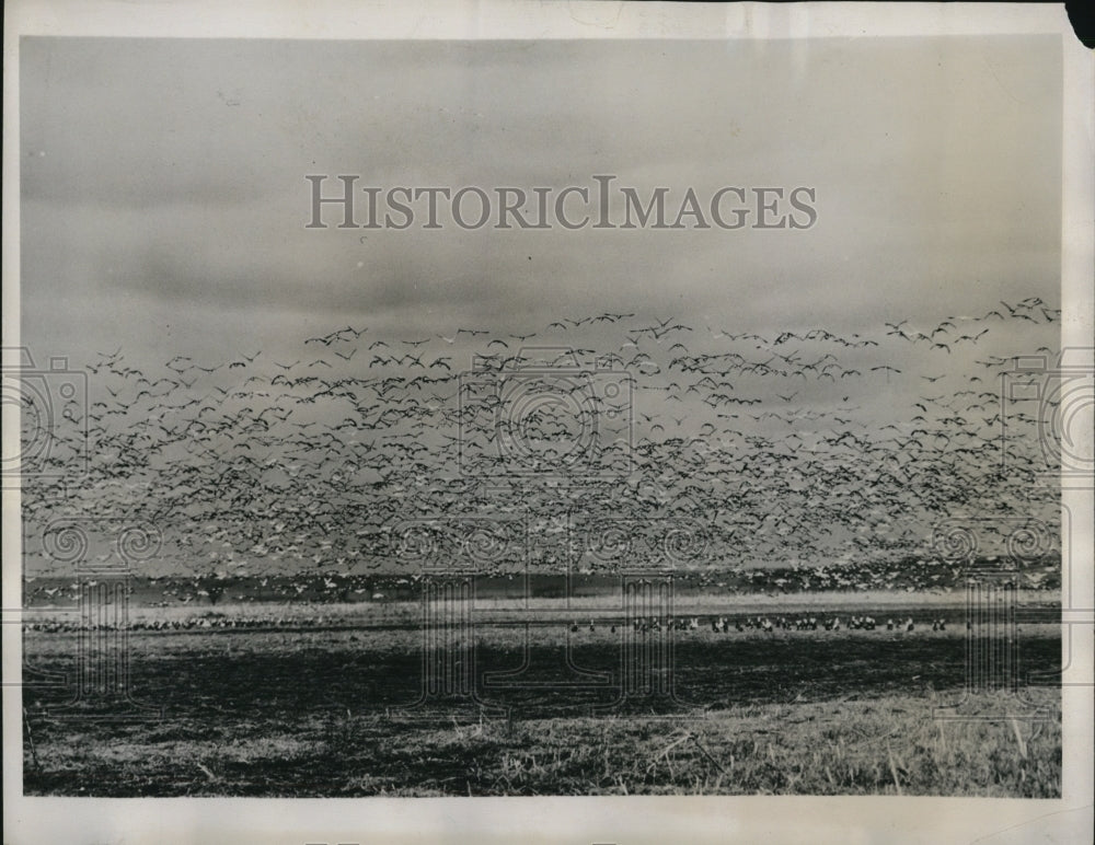 1941 Press Photo Great flocks of Geese winging northward stops in Sioux City