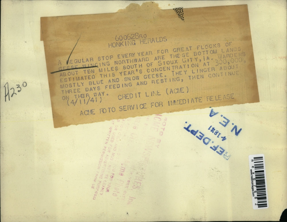 1941 Press Photo Great flocks of Geese winging northward stops in Sioux City