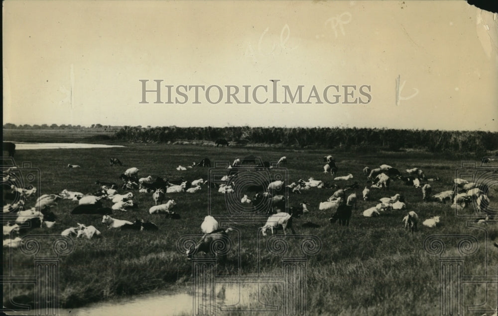 1922 Press Photo Goats & faemers in New Mexico