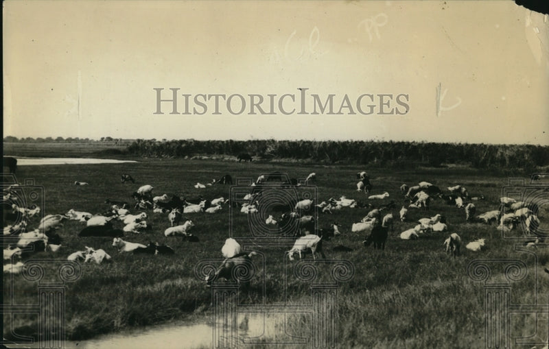 Load image into Gallery viewer, 1922 Press Photo Goats &amp; faemers in New Mexico
