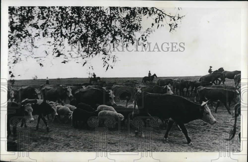 1941 Press Photo USSR collective farm cattle &amp; sheep &amp; herders