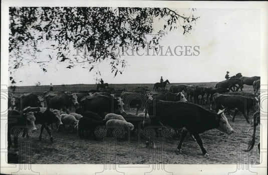 1941 Press Photo USSR collective farm cattle & sheep & herders