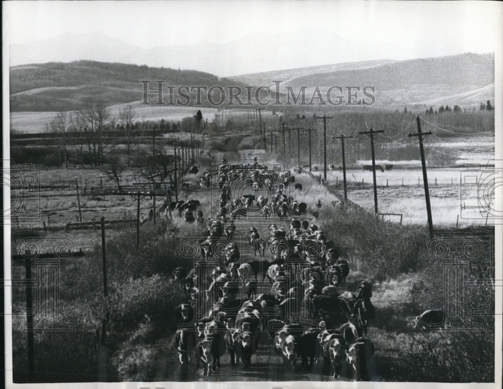 1968 Press Photo Canadian Cattle Roundup