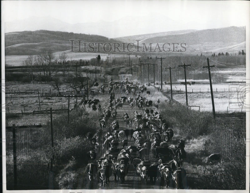 Load image into Gallery viewer, 1968 Press Photo Canadian Cattle Roundup

