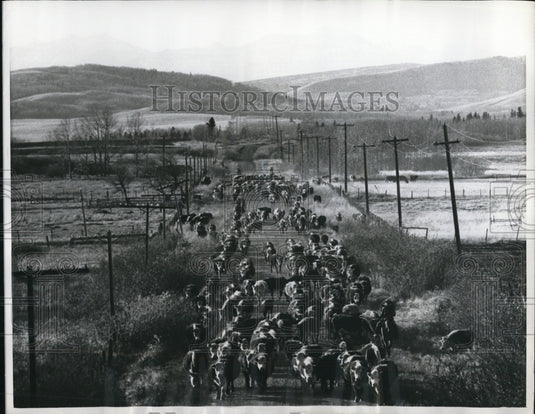 1968 Press Photo Canadian Cattle Roundup