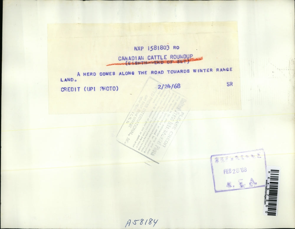 1968 Press Photo Canadian Cattle Roundup