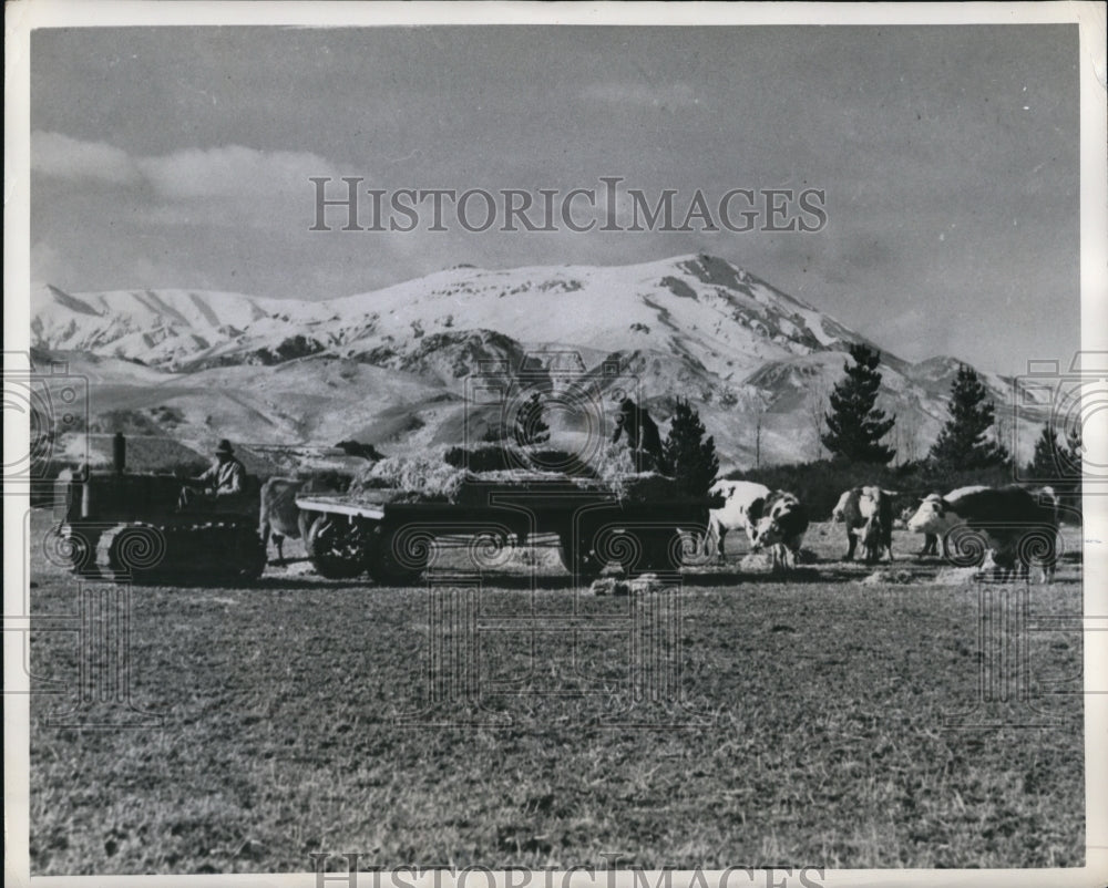 1949 Press Photo The Tractor-Powered wagon delivers hay- Historic Images