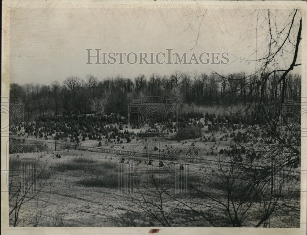 1939 Press Photo Reforestation area of Rocky River parks in Ohio