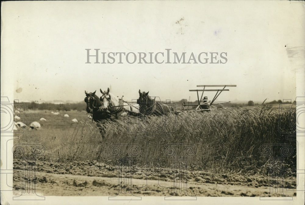 1923 Press Photo Harvest at a farm being done by horse team at Va farm