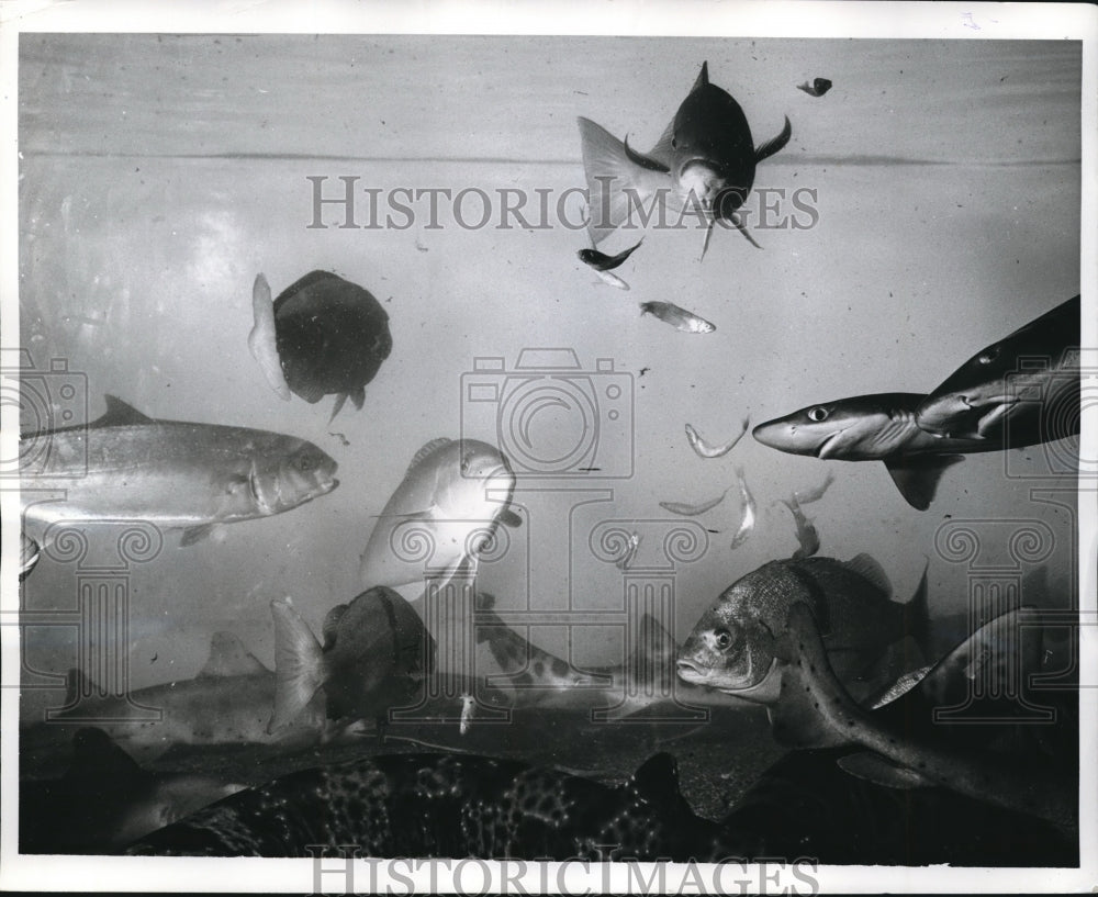 1968 Press Photo San Francisco Aquarium - nex69026