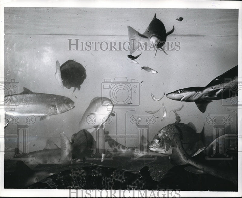 Load image into Gallery viewer, 1968 Press Photo San Francisco Aquarium - nex69026
