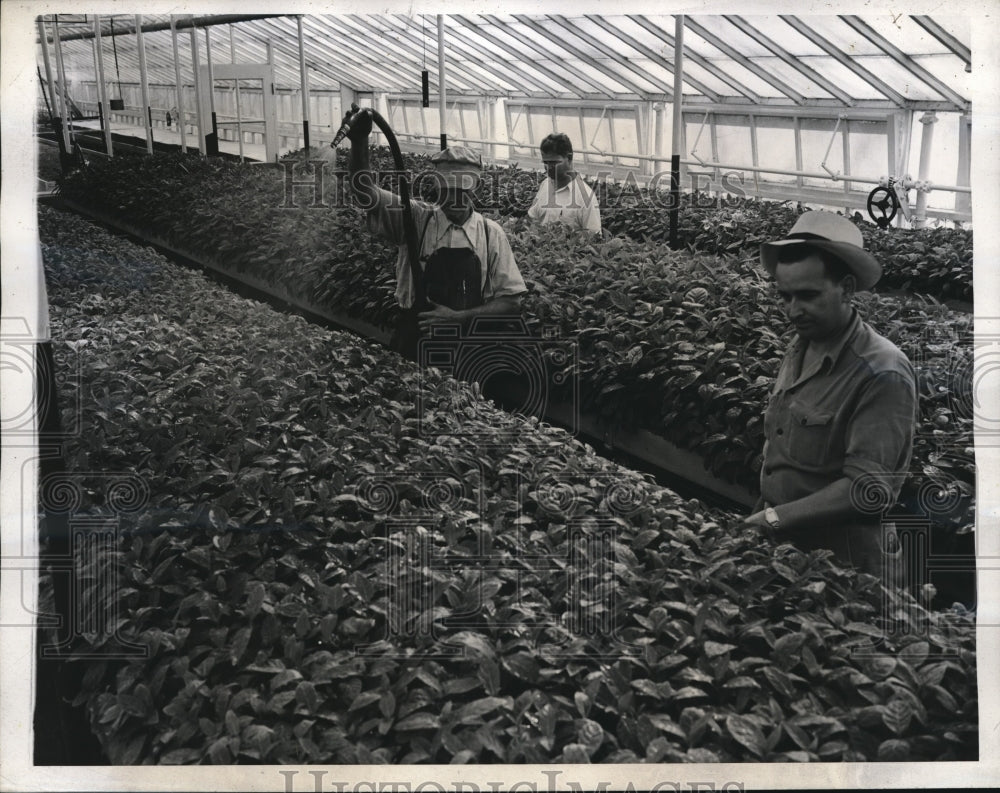 1940 Press Photo USDA plant introduction garden at Glendale Md