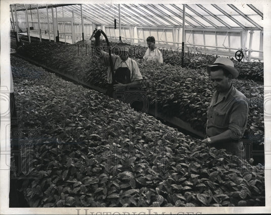 1940 Press Photo USDA plant introduction garden at Glendale Md