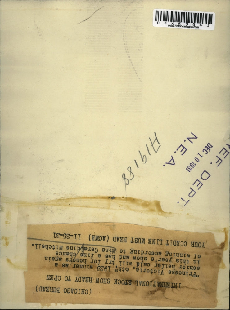 1931 Press Photo Geraldine Mitchell & prize heifer Princess Victoria 6