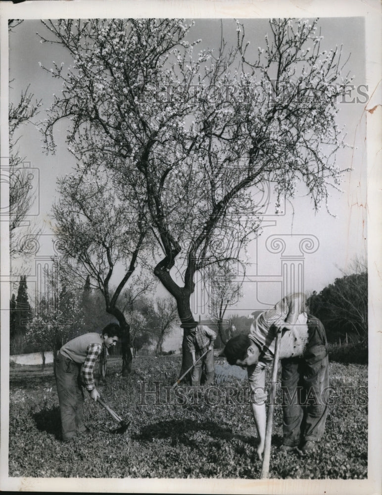 1959 Press Photo Rome Italy commual gardeners & a almond tree