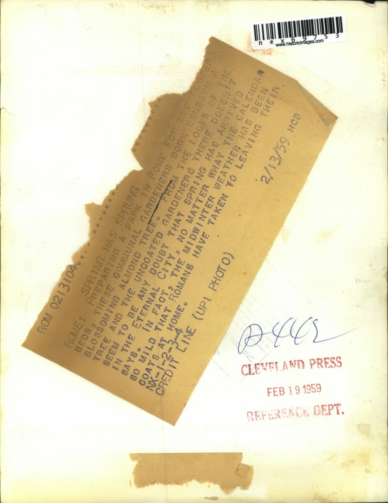 1959 Press Photo Rome Italy commual gardeners & a almond tree