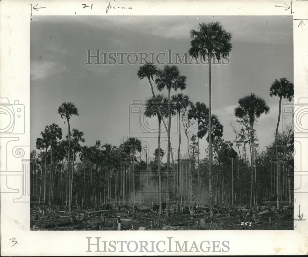 1936 Press Photo Clearing crew works in Florida to clear path for cana