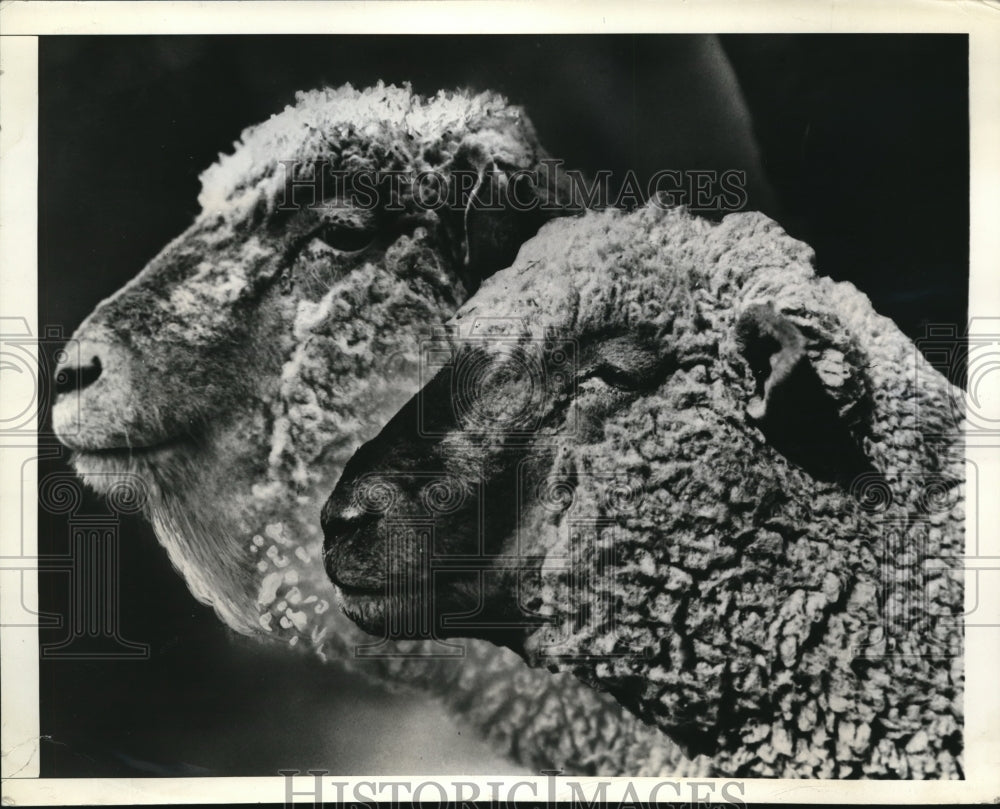 1943 Press Photo Farm sheep treated with drug phenothiazene