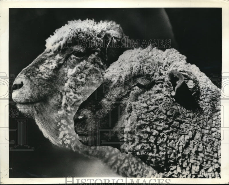 Load image into Gallery viewer, 1943 Press Photo Farm sheep treated with drug phenothiazene
