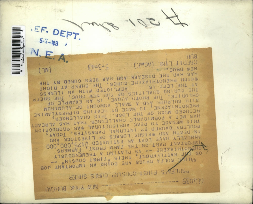 1943 Press Photo Farm sheep treated with drug phenothiazene