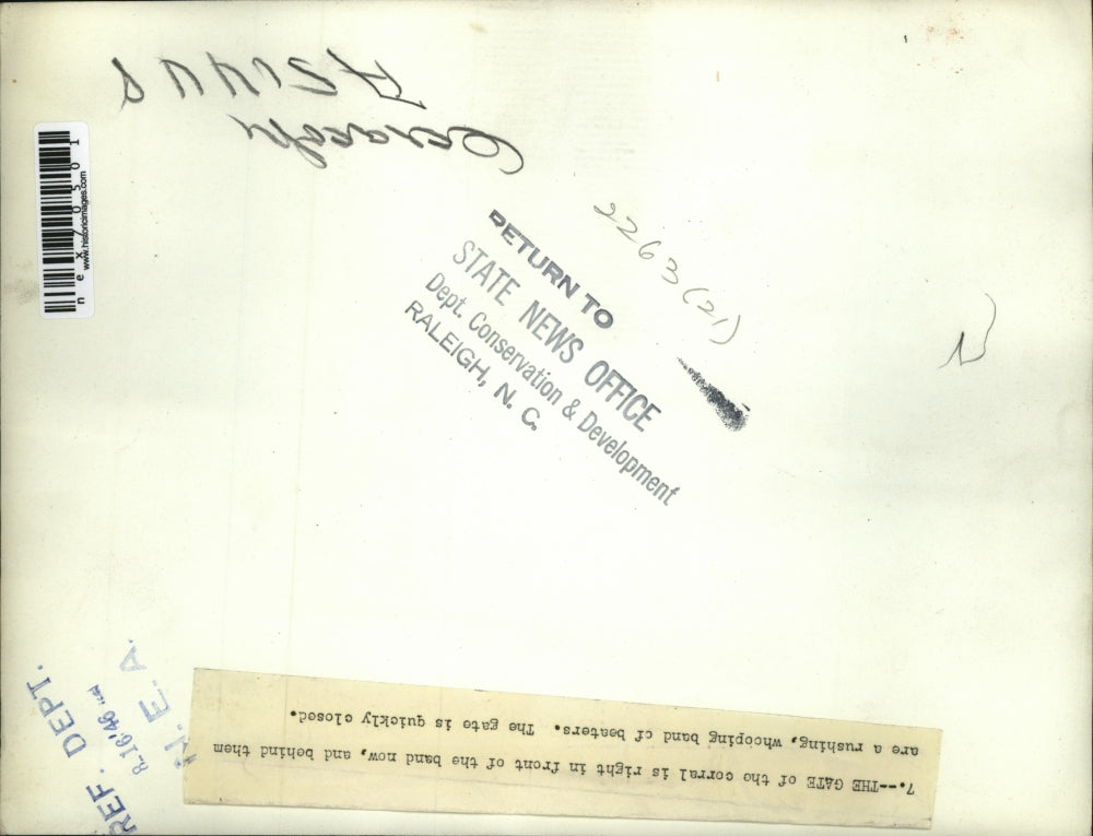 1946 Press Photo Men chase a herd of horses into a corrall