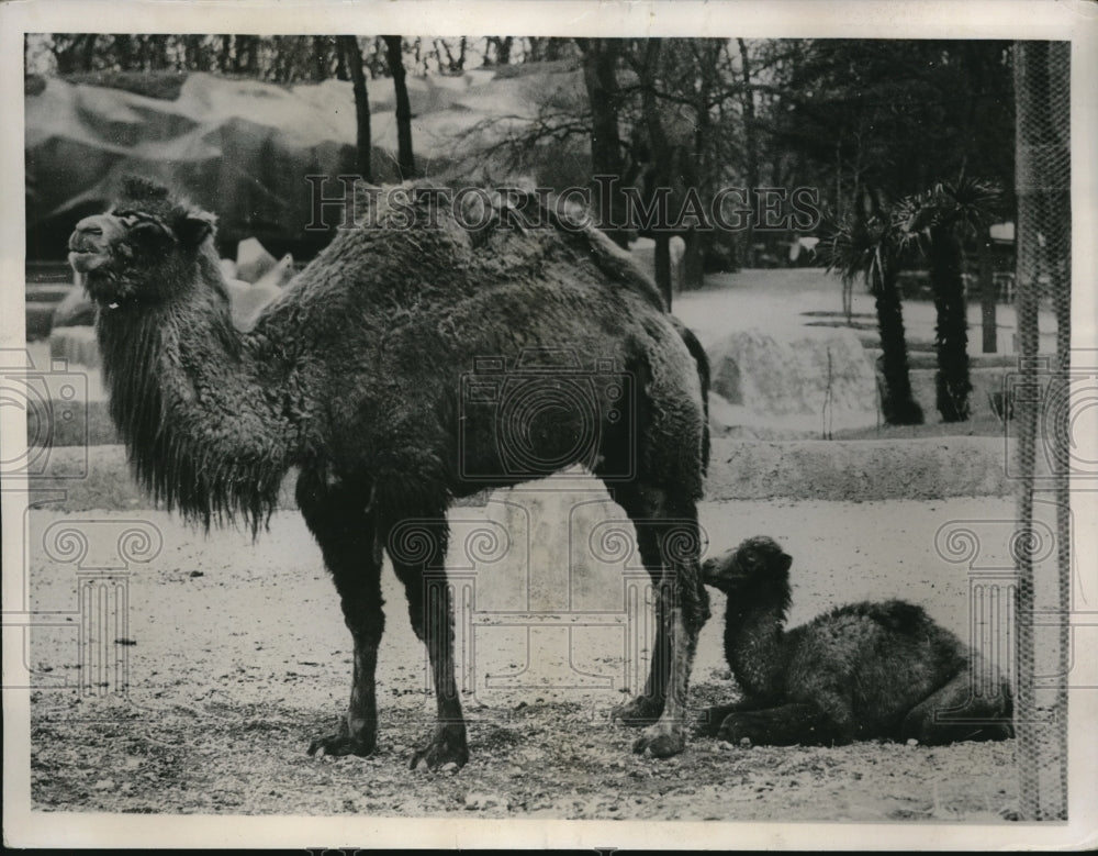 1936 Press Photo Vincennes zoo in France a camel & her foal