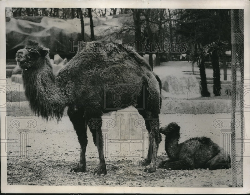 Load image into Gallery viewer, 1936 Press Photo Vincennes zoo in France a camel &amp; her foal
