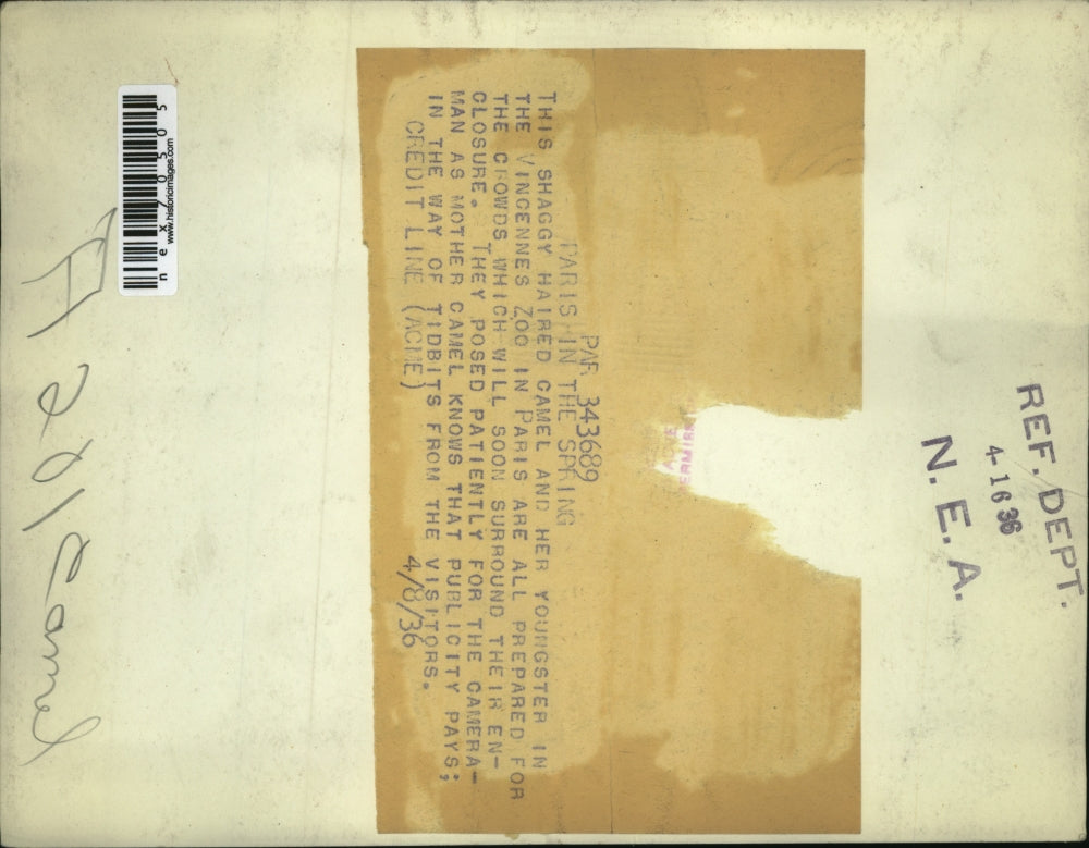 1936 Press Photo Vincennes zoo in France a camel & her foal