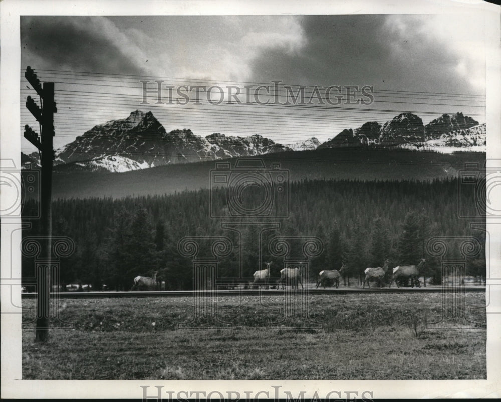 1939 Press Photo Banff Alberta Canada a herd of elk in the mountains