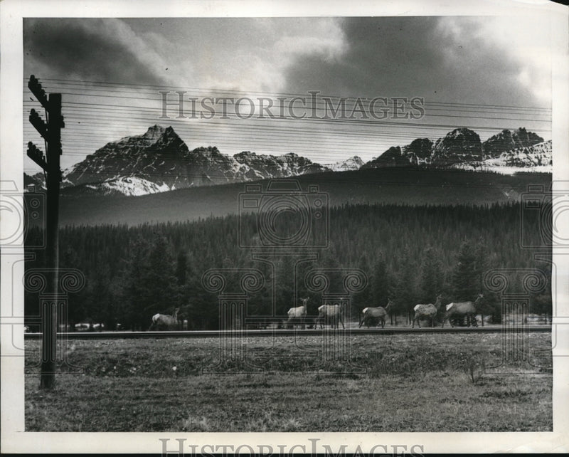 Load image into Gallery viewer, 1939 Press Photo Banff Alberta Canada a herd of elk in the mountains
