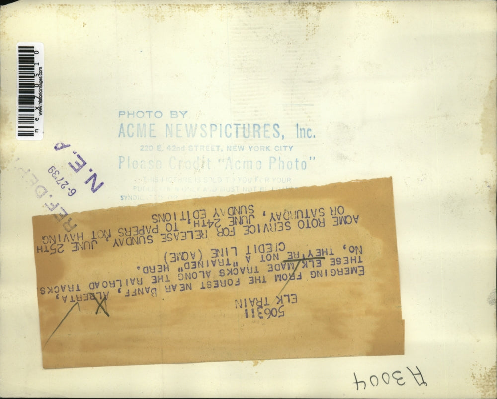 1939 Press Photo Banff Alberta Canada a herd of elk in the mountains