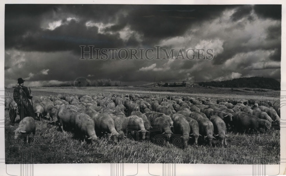 1949 Press Photo Boulay France ashepherd & flock of sheep grazing