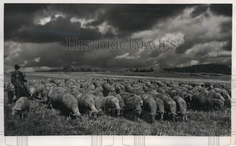 Load image into Gallery viewer, 1949 Press Photo Boulay France ashepherd &amp; flock of sheep grazing
