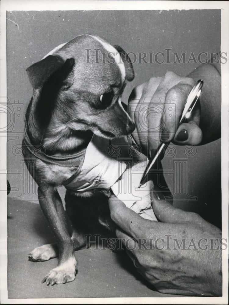 1957 Press Photo Yakima Wash a chichuahua gets leg cast autographed by vet