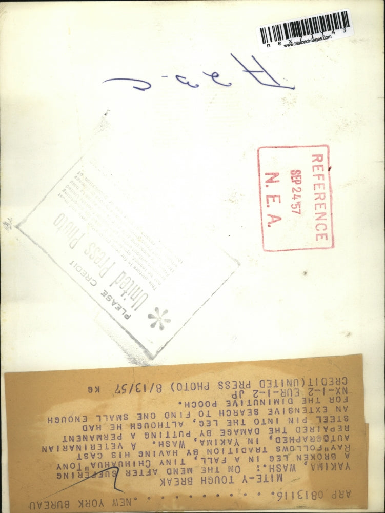 1957 Press Photo Yakima Wash a chichuahua gets leg cast autographed by vet