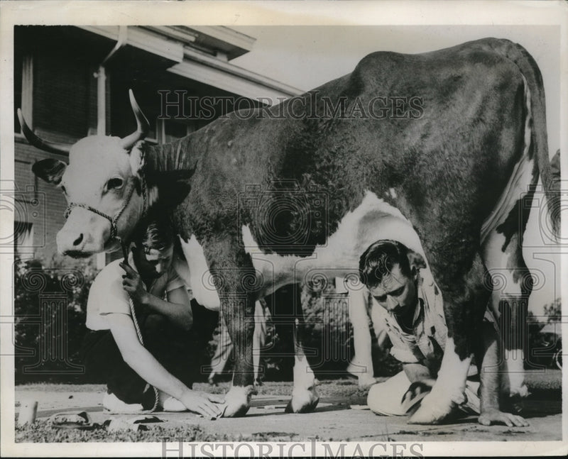 Load image into Gallery viewer, 1937 Press Photo University of Georgia, Students Clean Up Cow For Auction
