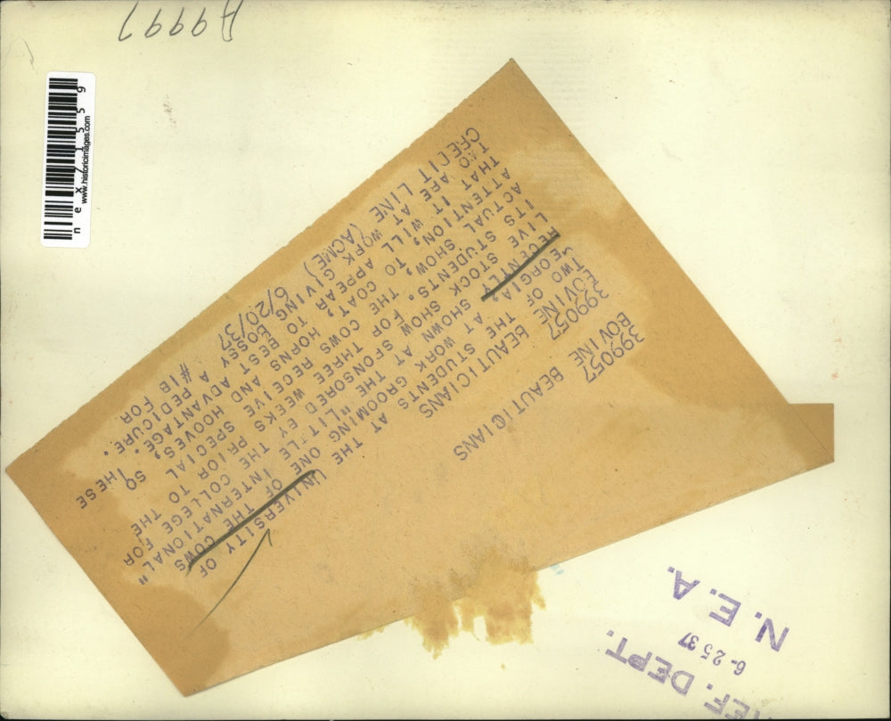 1937 Press Photo University of Georgia, Students Clean Up Cow For Auction